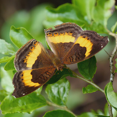 Junonia elgiva