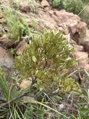 Searsia magalismontana magalismontana