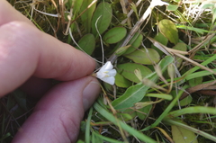 Mazus novaezeelandiae impolitus