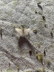 Leuciris