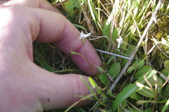 Mazus novaezeelandiae impolitus