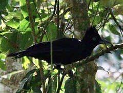 Cephalopterus ornatus