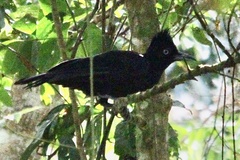 Cephalopterus ornatus