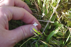 Mazus novaezeelandiae impolitus