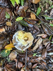 Hypomyces microspermus