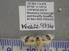 Piloprepes antidoxa