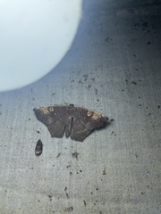 Paragonia cruraria