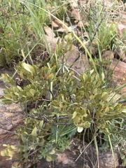 Searsia magalismontana magalismontana