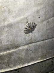 Conchylodes nolckenialis
