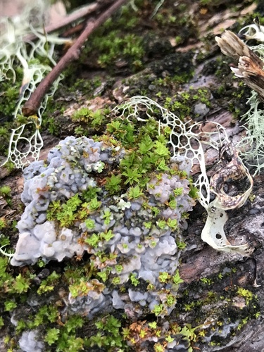 iNaturalist observation photo of Fungi Including Lichens