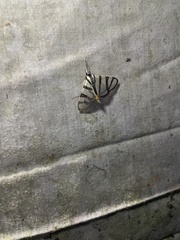 Conchylodes nolckenialis