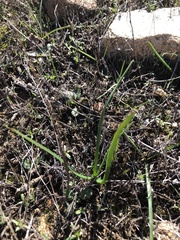 Brodiaea filifolia