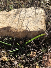 Brodiaea filifolia