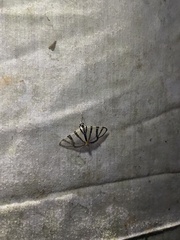 Conchylodes nolckenialis