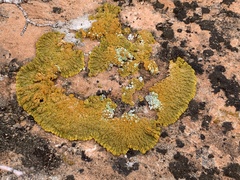 Xanthomendoza trachyphylla