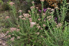 Ozothamnus cuneifolius