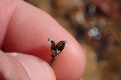 Brodiaea filifolia