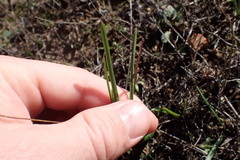 Brodiaea filifolia