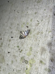 Conchylodes nolckenialis