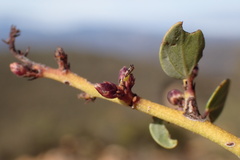 Ceanothus pendletonensis