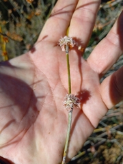 Eriogonum elongatum