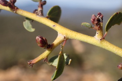 Ceanothus pendletonensis
