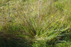 Schoenus pauciflorus