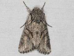 Lacinipolia acutipennis