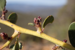 Ceanothus pendletonensis