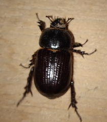 Archophileurus