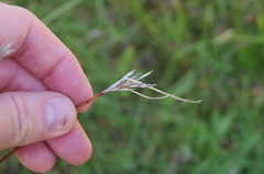 Schoenus pauciflorus
