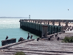Phalacrocorax punctatus