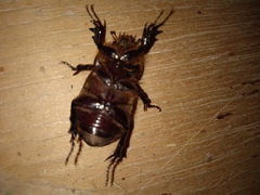 Archophileurus