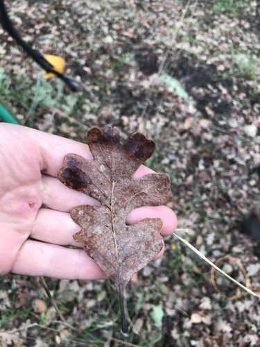 iNaturalist observation photo of Dumosae