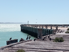 Phalacrocorax punctatus