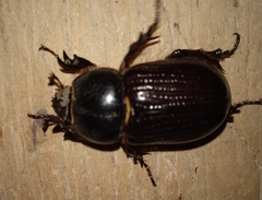 Archophileurus