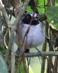 Myrmoborus lugubris