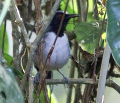 Myrmoborus lugubris
