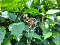 Micrathena lucasi