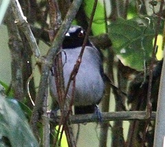 Myrmoborus lugubris