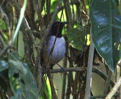 Myrmoborus lugubris
