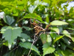 Micrathena lucasi