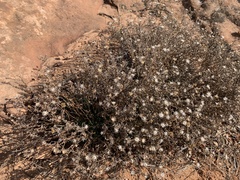 Heterotheca hirsutissima
