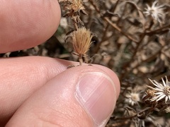 Heterotheca hirsutissima