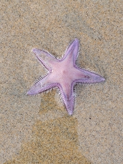 Astropecten