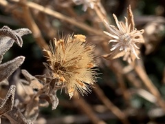Heterotheca hirsutissima