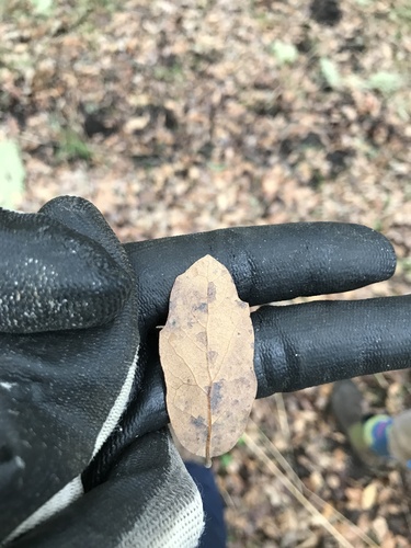iNaturalist observation photo of blue oak