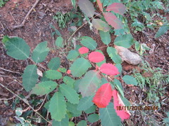 Comocladia mollissima