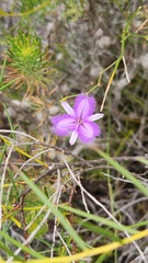 Thysanotus patersonii