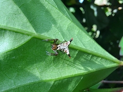 Micrathena lucasi